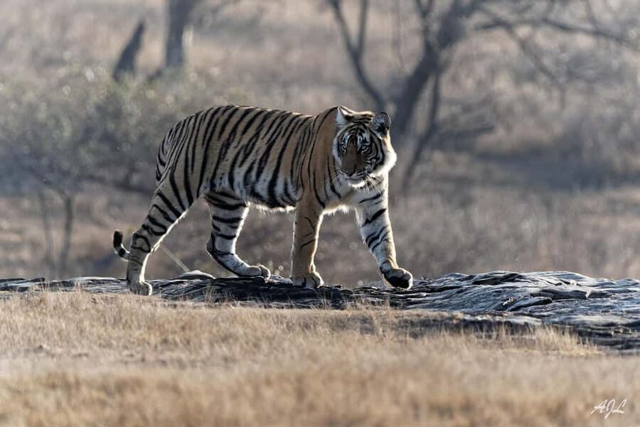 From Jaipur: One Day Trip to Ranthambore Tiger Safari - Timing, heat, and what to bring