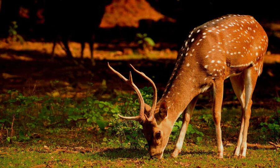 From Jaipur: One Day Trip to Ranthambore Tiger Safari - Final verdict: convenient access, uncertain wildlife