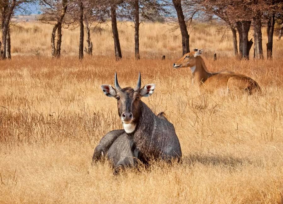 From Jaipur: One Day Trip to Ranthambore Tiger Safari - Arriving near the park before the afternoon safari