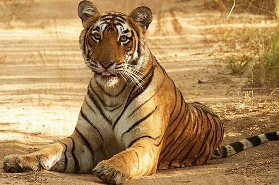 From Jaipur: Praivte Ranthambore Tour By Jeep Canter Safari - Choosing between the six-seat Jeep and a canter