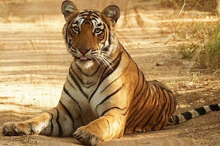 From Jaipur: Praivte Ranthambore Tour By Jeep Canter Safari - Inside Ranthambore National Park
