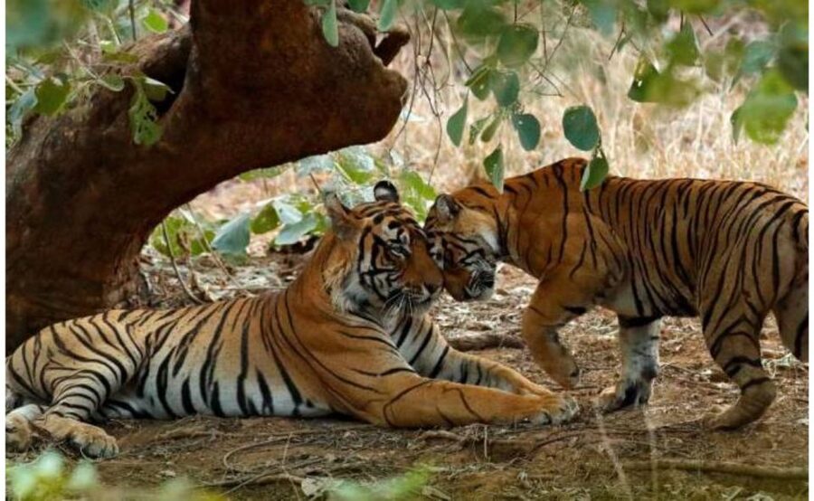 From Jaipur: Praivte Ranthambore Tour By Jeep Canter Safari - Who should book this Ranthambore day trip?