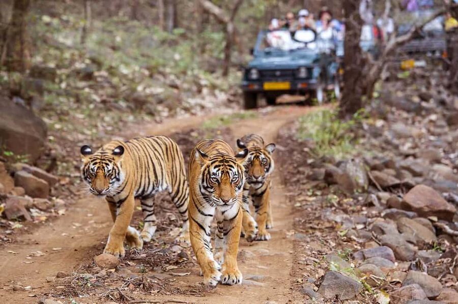 From Jaipur: Praivte Ranthambore Tour By Jeep Canter Safari - Sawai Madhopur and the afternoon entry