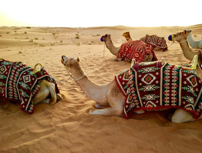 From Jaipur: Pushkar and Ajmer Private Day Trip - Safari options across the Pushkar desert