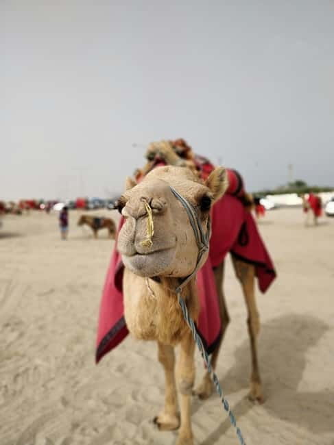 From Jaipur: Pushkar and Ajmer Private Day Trip - Ajmer and the Khwaja Muin-ud-din Chishti Shrine