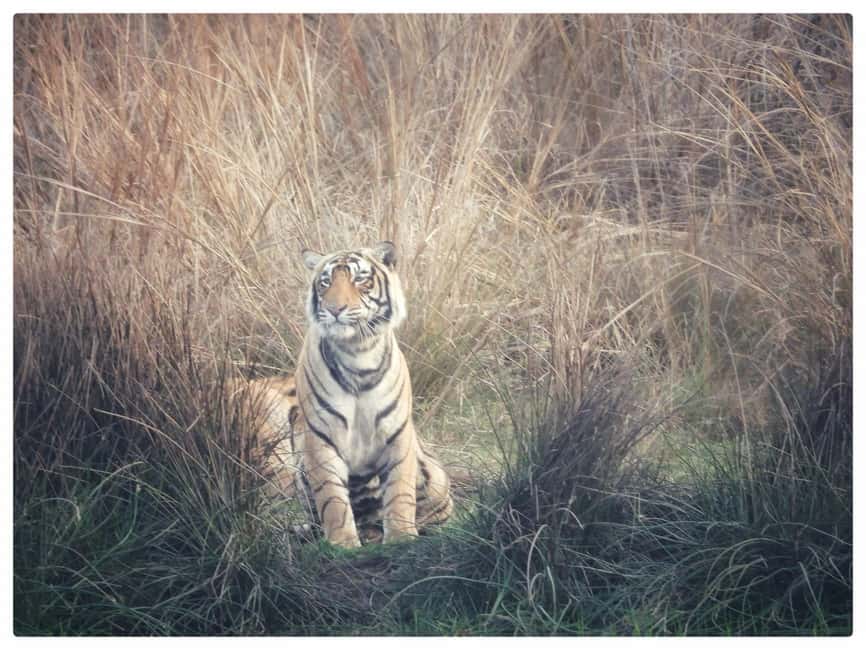 From Jaipur: Ranthambore National Park Day Trip with Safari - Key points to know before booking
