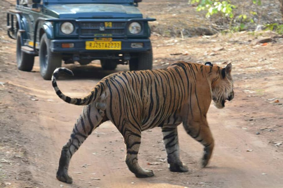 From Jaipur: Ranthambore National Park Day Trip with Safari - Jaipur to Sawai Madhopur: a long but useful road day