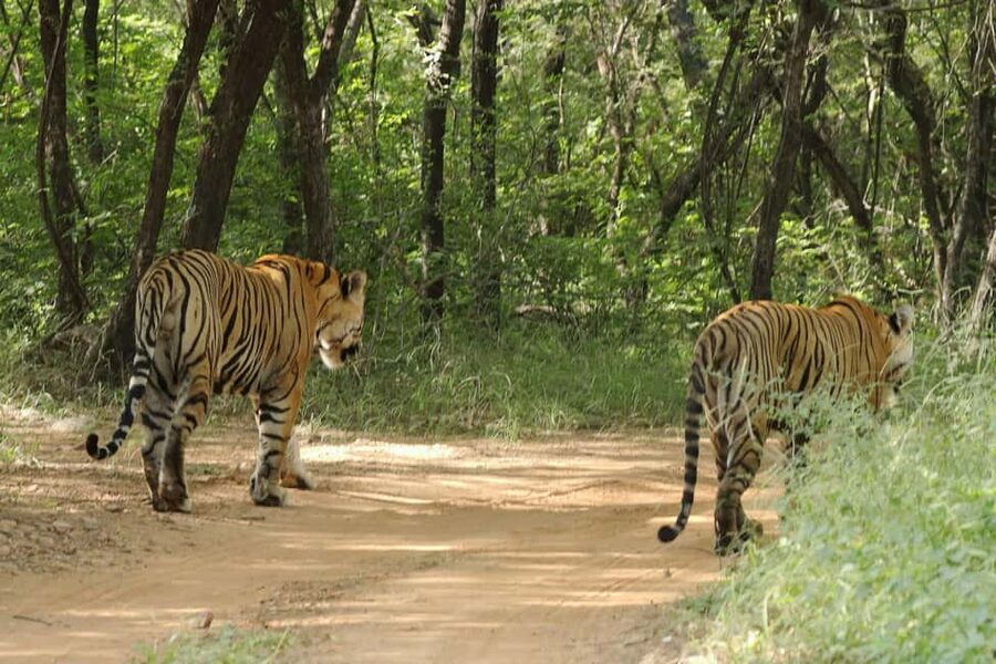From Jaipur: Ranthambore National Park Day Trip with Safari - Looking for tigers, bears, crocodiles, and birds
