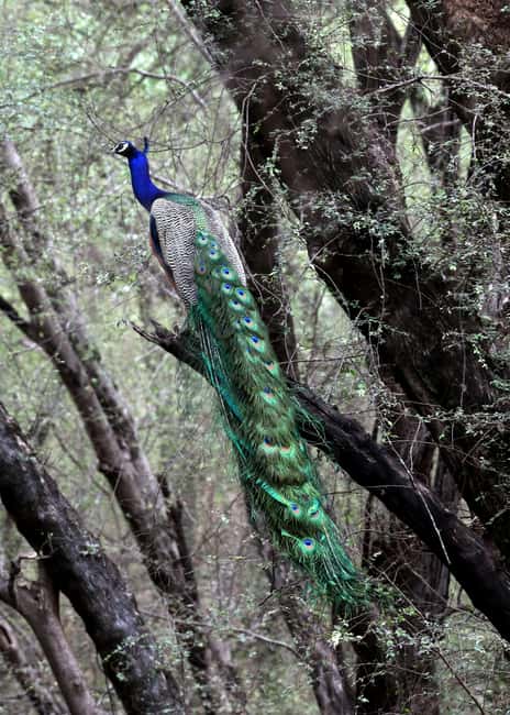 From Jaipur: Ranthambore National Park Day Trip with Safari - Practical details that can make or break the day