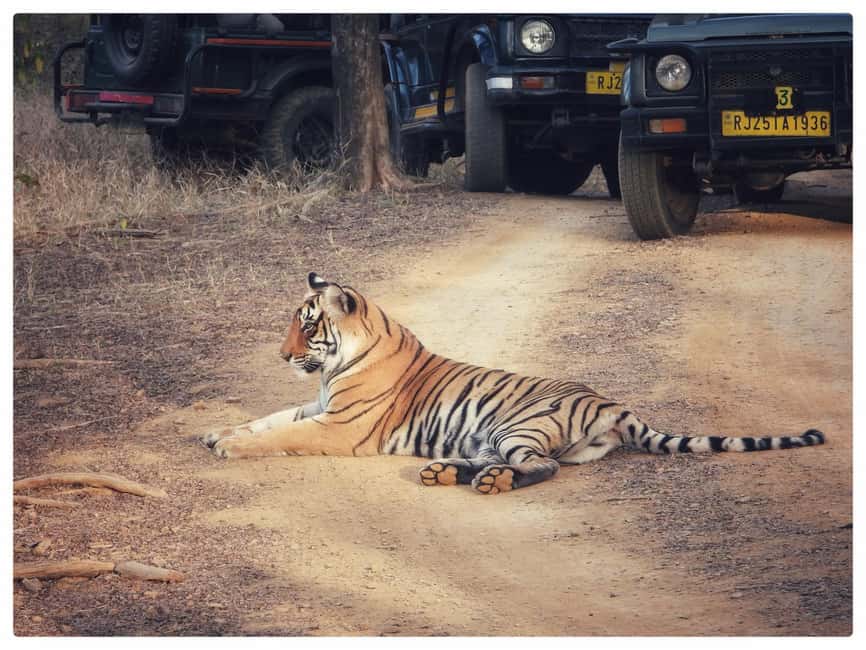 From Jaipur: Ranthambore National Park Day Trip with Safari - Who will enjoy this Jaipur day trip?