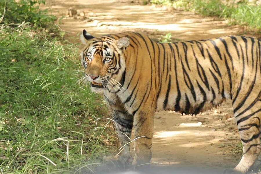 From Jaipur: Ranthambore National Park Day Trip with Safari - Should you book the Ranthambore safari from Jaipur?