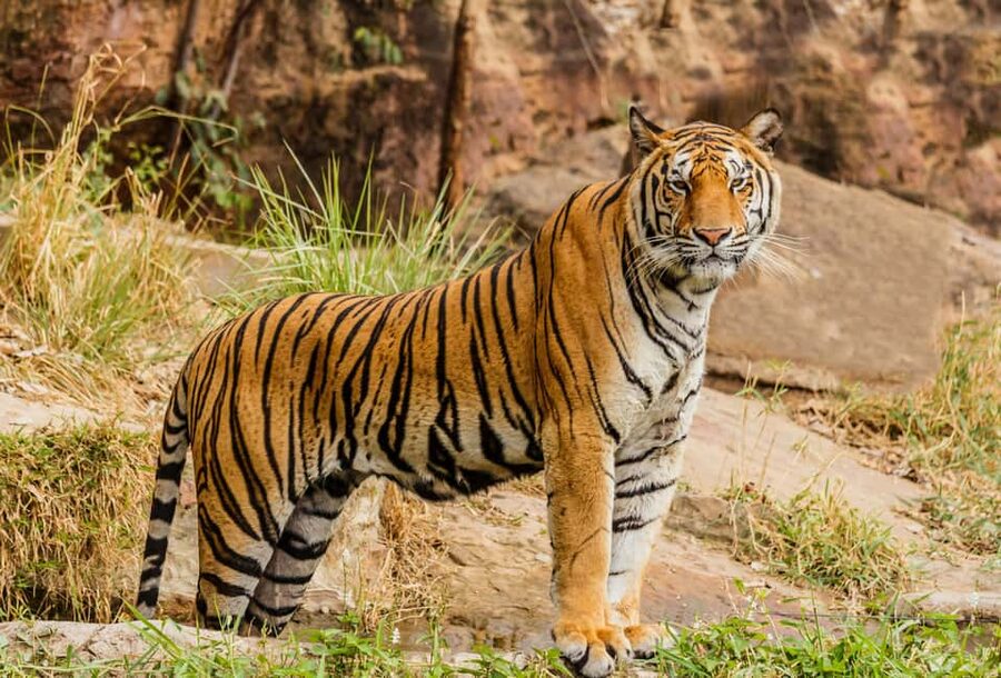 Ranthambore National Park Day Trip with Safari