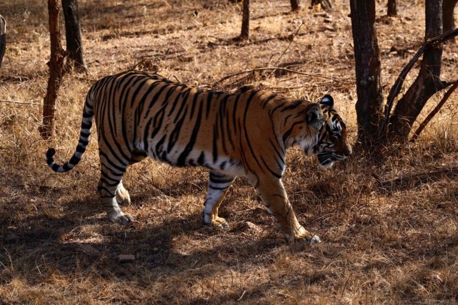 From Jaipur: Ranthambore Private Day Trip with Tiger Safari - Key points before you book
