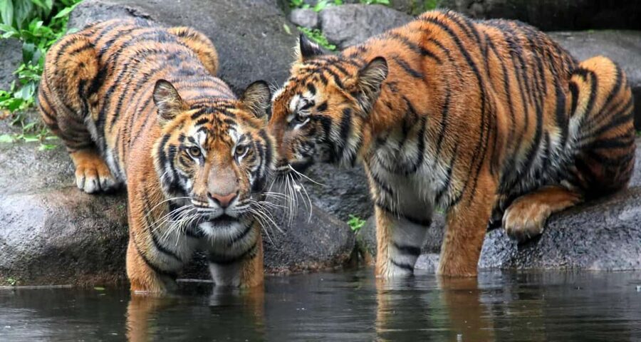 From Jaipur: Ranthambore Private Day Trip with Tiger Safari - Why Ranthambore makes such a tempting day trip