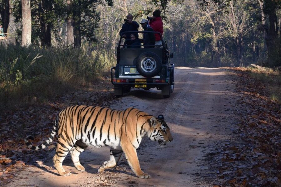 From Jaipur: Ranthambore Private Day Trip with Tiger Safari - Riding the open 20-seat canter