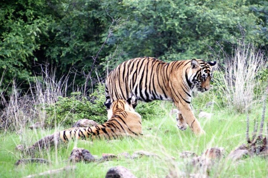 From Jaipur: Ranthambore Private Day Trip with Tiger Safari - What you might see in the reserve