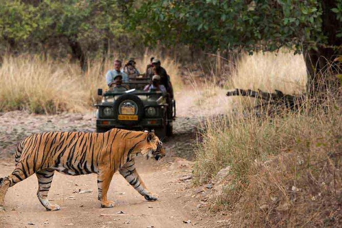 From Jaipur: Ranthambore Tiger Safari Private Day Tour - Why Ranthambore makes a long day worthwhile