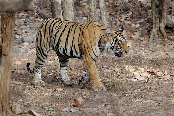 From Jaipur: Ranthambore Tiger Safari Private Day Tour - Entering Ranthambore National Park around 2 PM