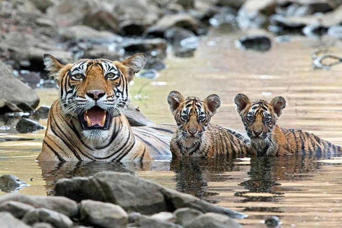 From Jaipur: Ranthambore Tiger Safari Private Day Tour - What the $100 price really covers