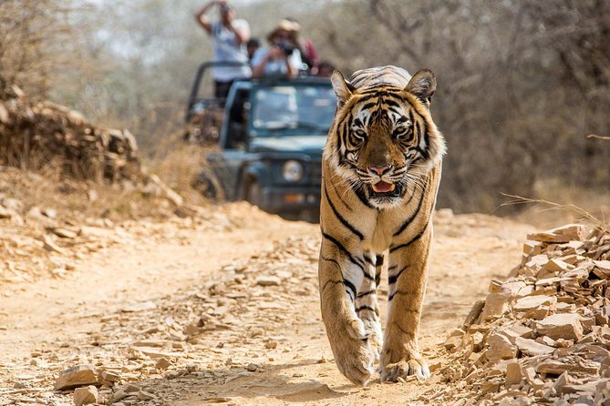 From Jaipur: Ranthambore Tiger Safari Private Day Tour - The early drive from Jaipur to Sawai Madhopur