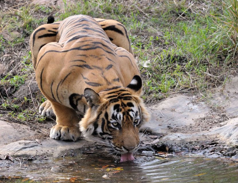 From Jaipur: Ranthambore Tour with Cab - Why Ranthambore Makes a Long Day Worth Considering