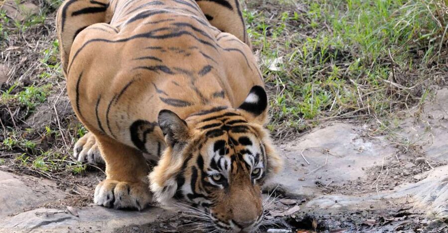 From Jaipur: Ranthambore Tour with Cab - Reaching Sawai Madhopur Before the Safari