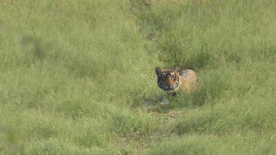 From Jaipur: Sariska National Park Day trip with Safari - Key points to know before booking