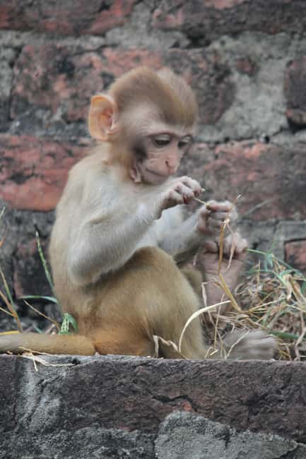 From Jaipur: Sariska National Park Day trip with Safari - Who should book this Sariska day trip?