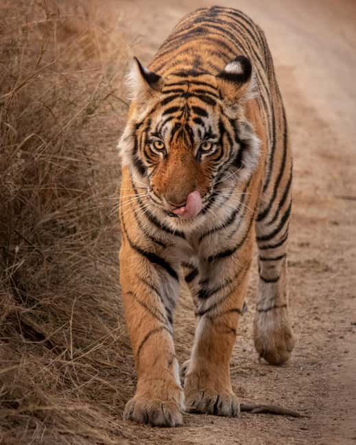 From Jaipur: Sariska National Park Day trip with Safari - A full day from Jaipur to Sariska