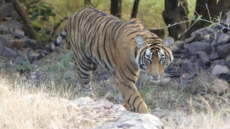 From Jaipur: Sariska National Park Day trip with Safari - Inside the reserve: forest, animals, and patient watching