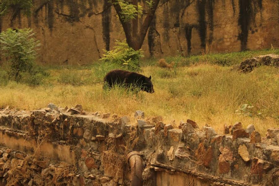 From Jaipur: Sariska National Park Day trip with Safari - Jeep or canter: the choice that shapes the safari