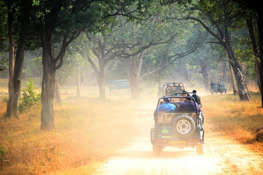 From Jaipur: Sariska National Park Day trip with Safari - The conservation side of Sariska