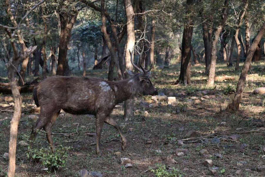 From Jaipur: Sariska National Park Day trip with Safari - Is $82 good value from Jaipur?