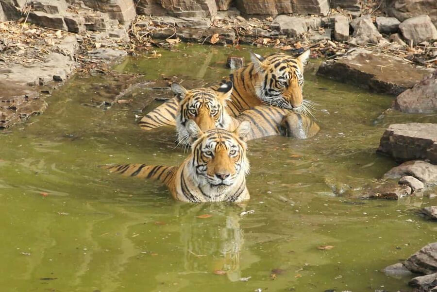 From Jaipur: Sariska National Park Day trip with Safari - What to pack and what to expect at the park