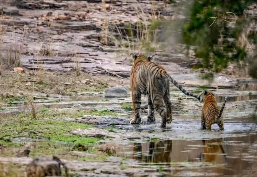 From Ranthambore: Official Tiger Safari in Canter With Guide - Key points before you book