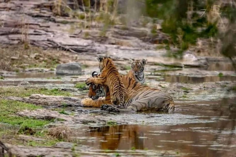From Ranthambore: Official Tiger Safari in Canter With Guide - What your three hours in Ranthambore look like