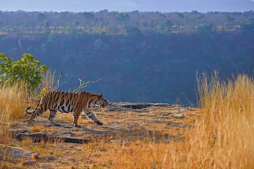 From Ranthambore: Official Tiger Safari in Canter With Guide - Zone 3, Zone 4, and the importance of your permit