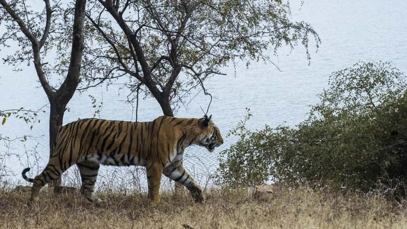 From Ranthambore: Official Tiger Safari in Canter With Guide - Tiger sightings are luck, not a feature you can order