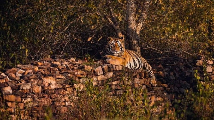 From Ranthambore: Official Tiger Safari in Canter With Guide - Getting to Ganesh Dham Circle
