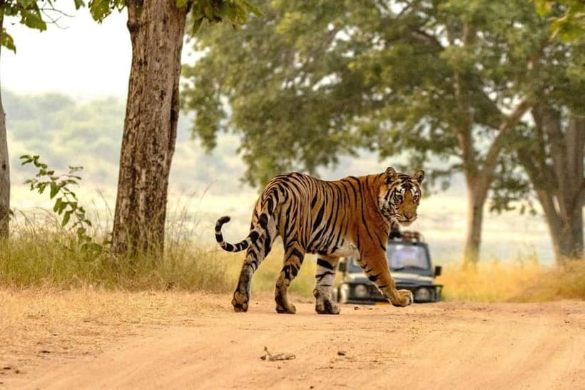 From Ranthambore: Official Tiger Safari in Canter With Guide - What to wear and pack