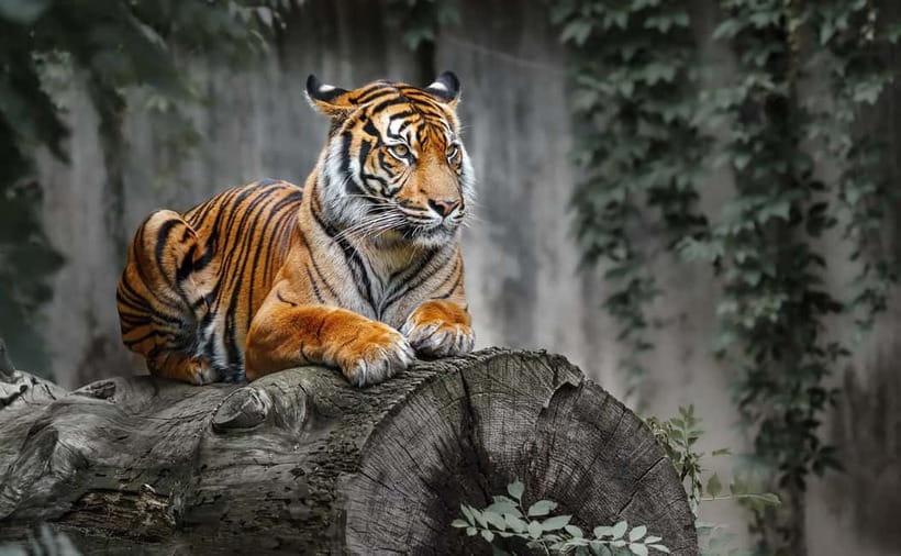 From Ranthambore: Official Tiger Safari in Canter With Guide - Is $27 a fair price?