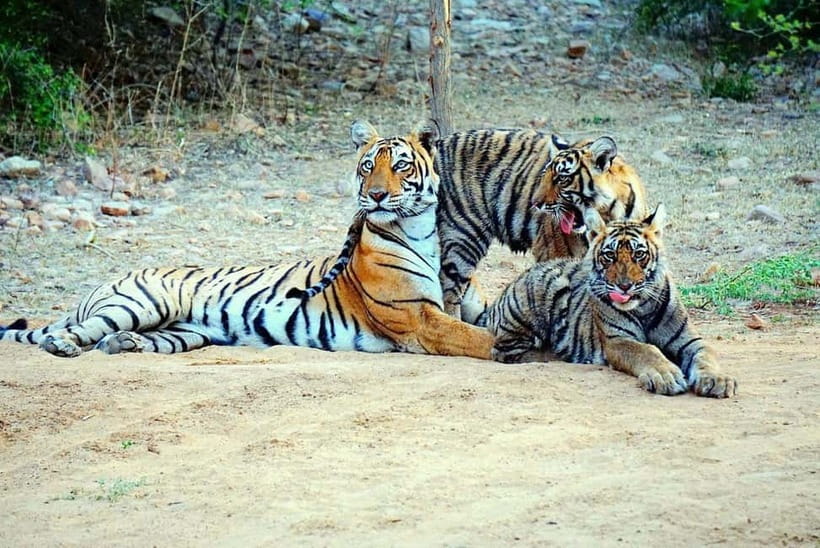 From Ranthambore: Official Tiger Safari in Canter With Guide - Who should book this Canter safari?