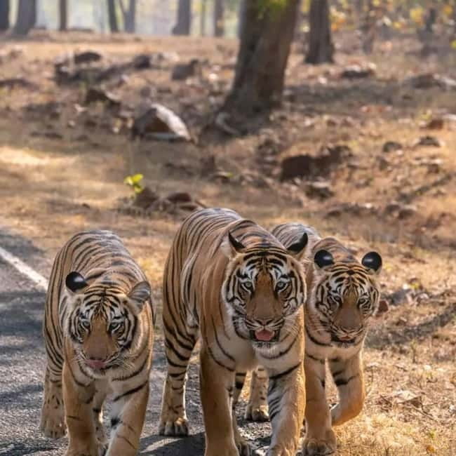 From Ranthambore: Official Tiger Safari in Canter With Guide - Why the open-top Canter changes the experience