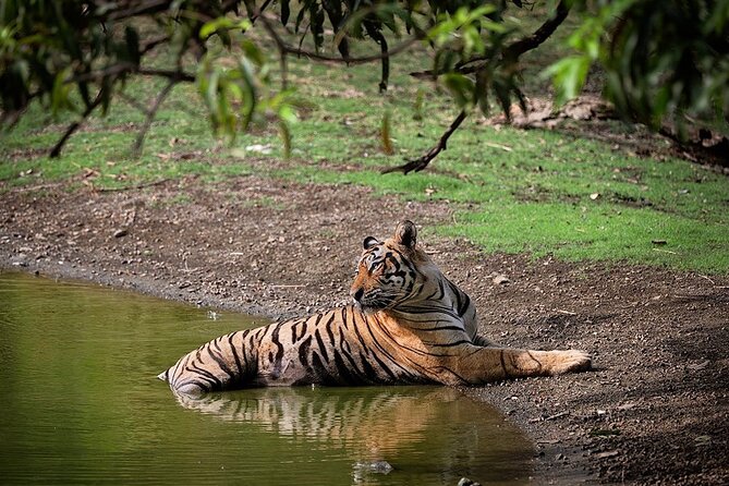 Full-Day Trip to Ranthambore National Park from Jaipur - Key points to know before booking