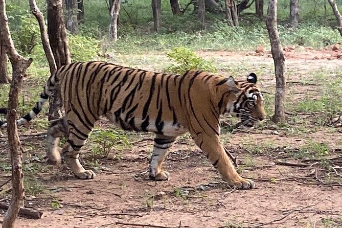 Full-Day Trip to Ranthambore National Park from Jaipur - Why Ranthambore makes a long day worthwhile