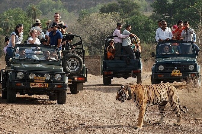 Full-Day Trip to Ranthambore National Park from Jaipur - The Ranthambore safari: jeep or canter