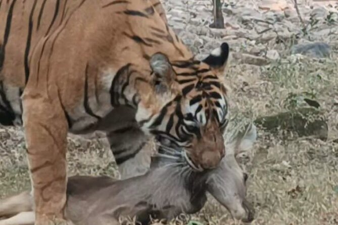 Full-Day Trip to Ranthambore National Park from Jaipur - Leaving Jaipur for a 180-kilometer road trip
