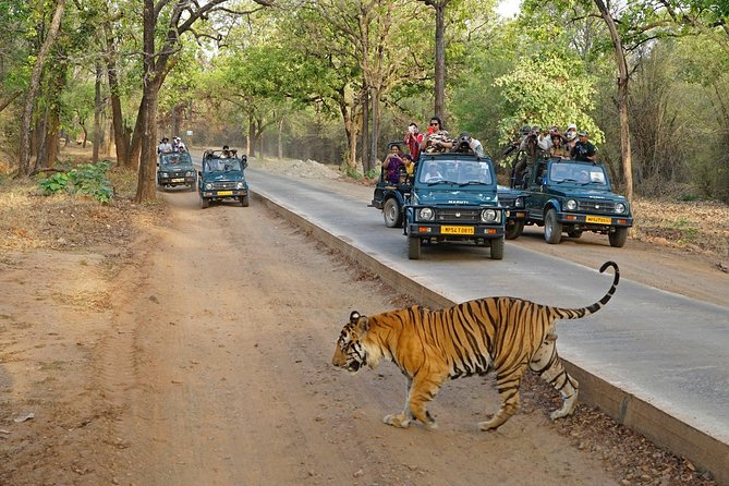 Full Day trip to Ranthambore tiger reserve from Jaipur Hotels - Looking for tigers, leopards, and birds