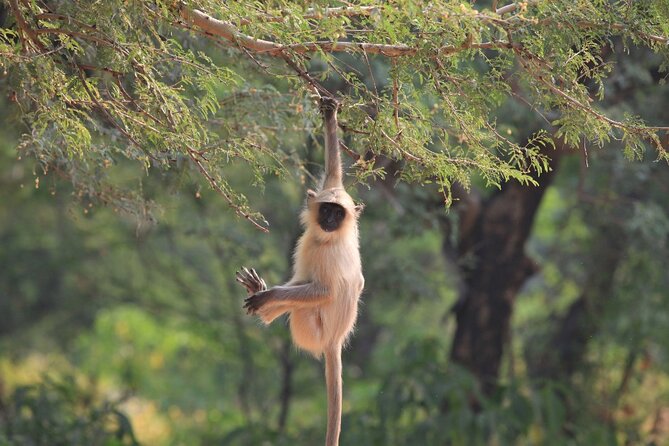 Golden Triangle & Ranthambore: 4-Day Private Tour from Delhi - Day 3: Ranthambore’s uncertain tiger search and the move to Jaipur