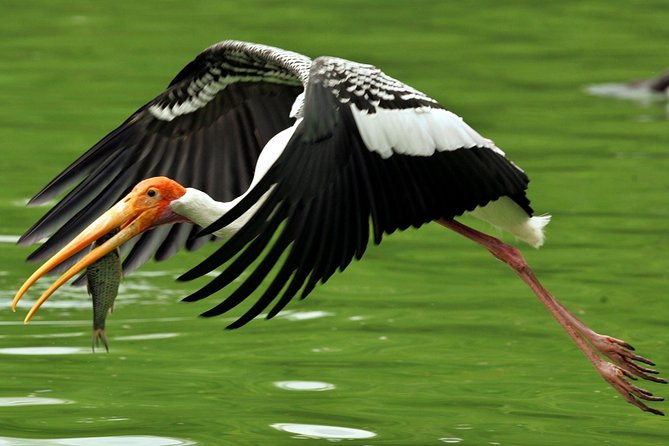 Guided Keoladeo Bird National Park Tour in Bharatpur from Jaipur - Rickshaw, bicycle, or another park ride
